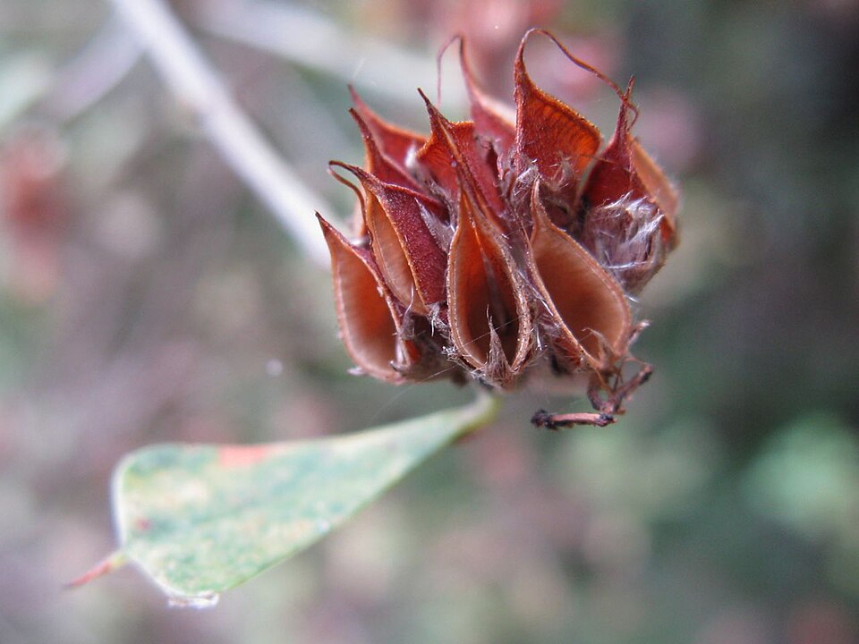 Pultenaea daphnoides (Large-leaf Bush Pea) (alternate view 2)