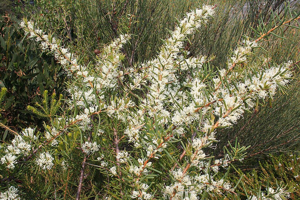Hakea teretifolia (Dagger Hakea) (alternate view 6)