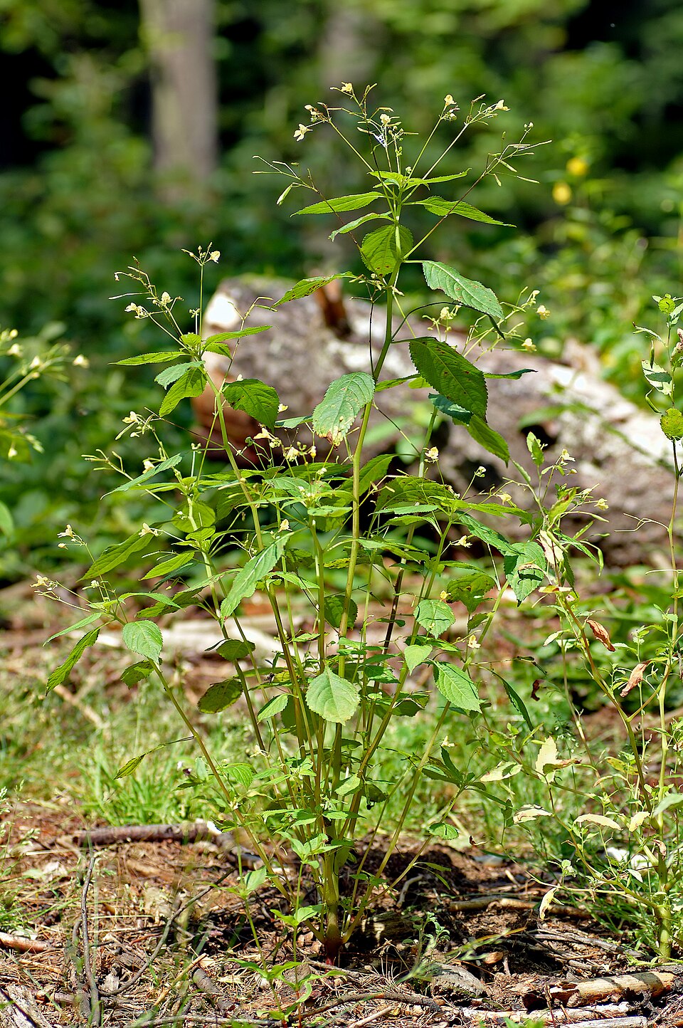 Impatiens parviflora (small balsam)