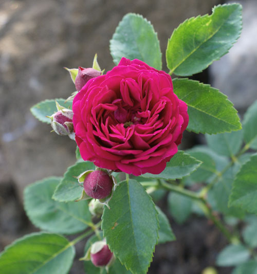 Rosa 'Chevy Chase'