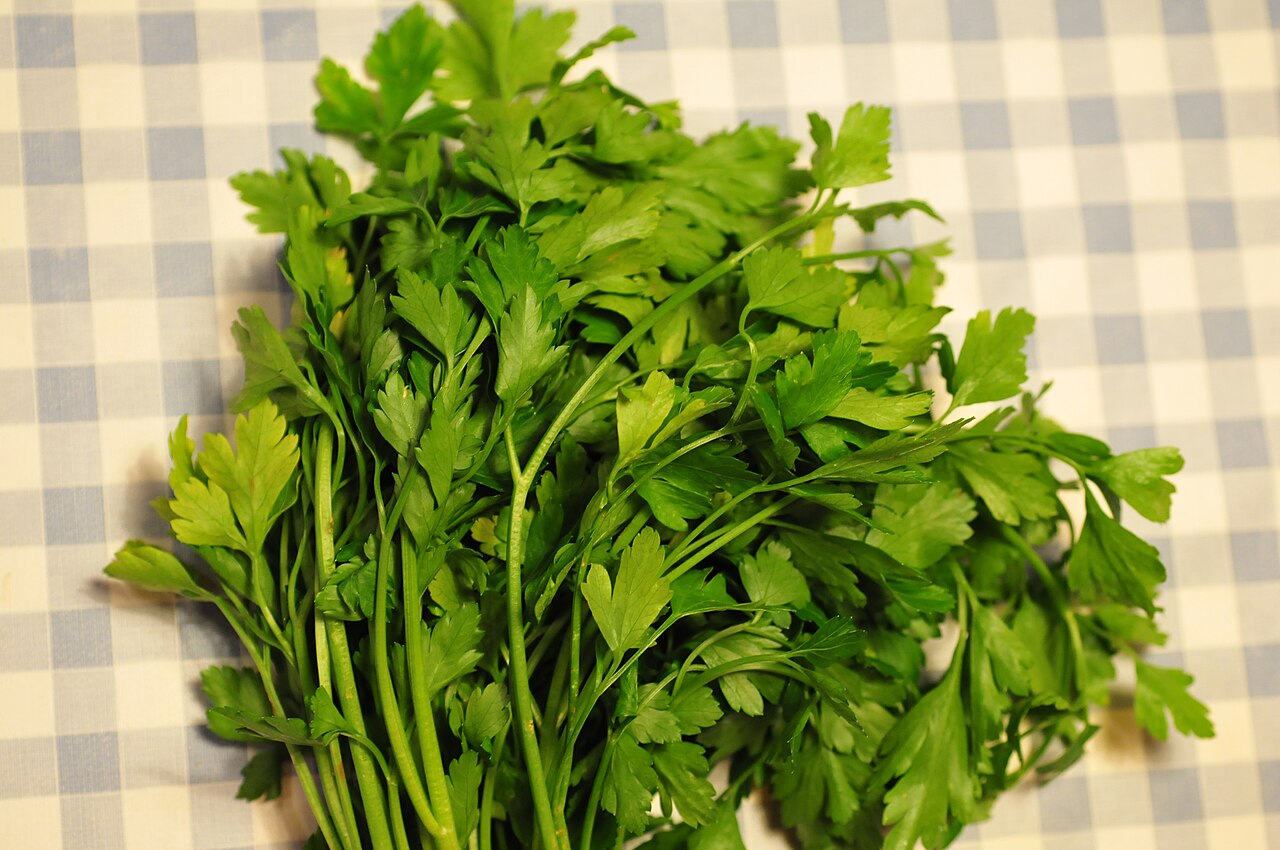 Petroselinum crispum, Parsley — clumping semi-evergreen (Apiaceae) (image 3 of 7)