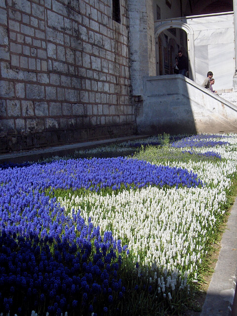 Muscari botryoides (common grape hyacinth) (alternate view 6)