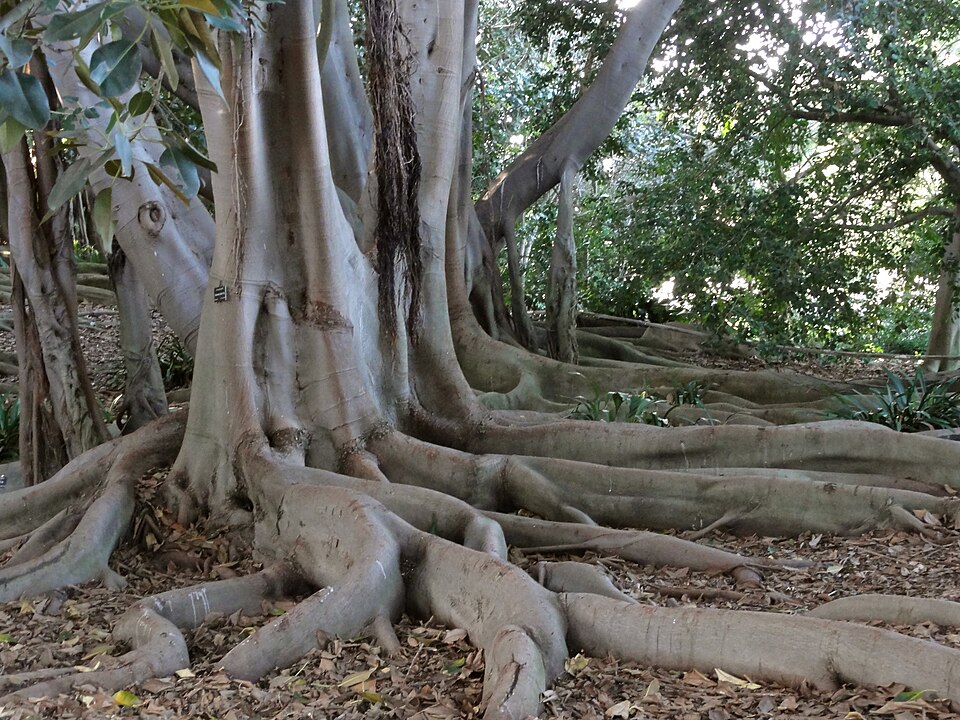 Ficus macrophylla (Moreton Bay fig) (alternate view 6)