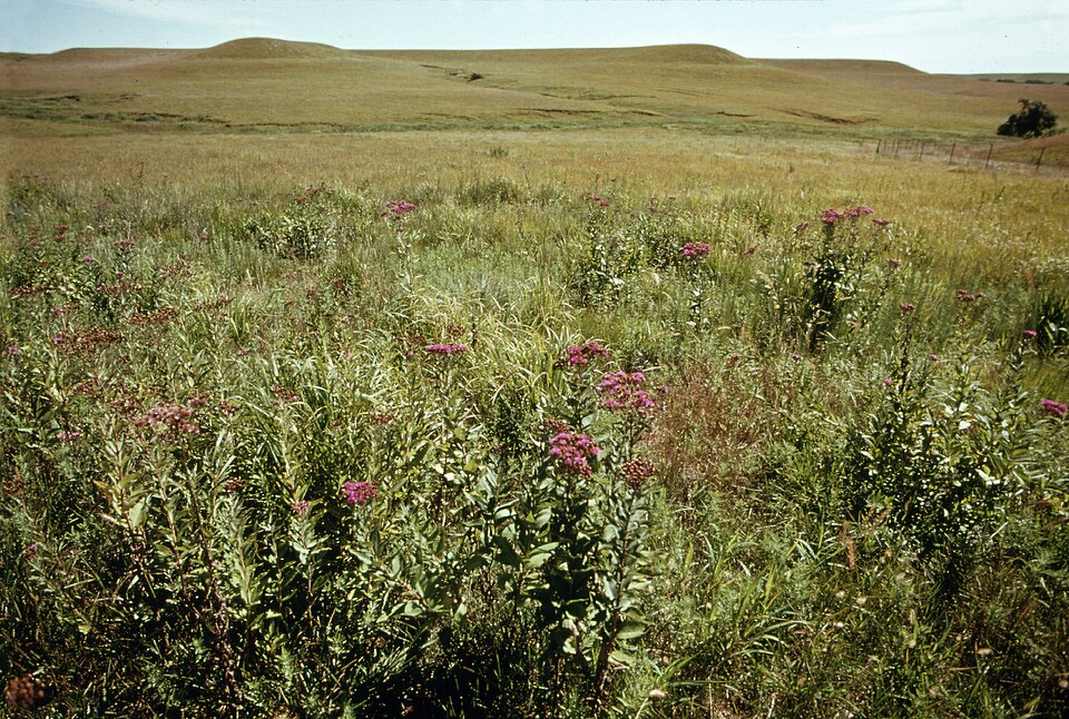 Vernonia baldwinii (Western Ironweed) (alternate view 9)
