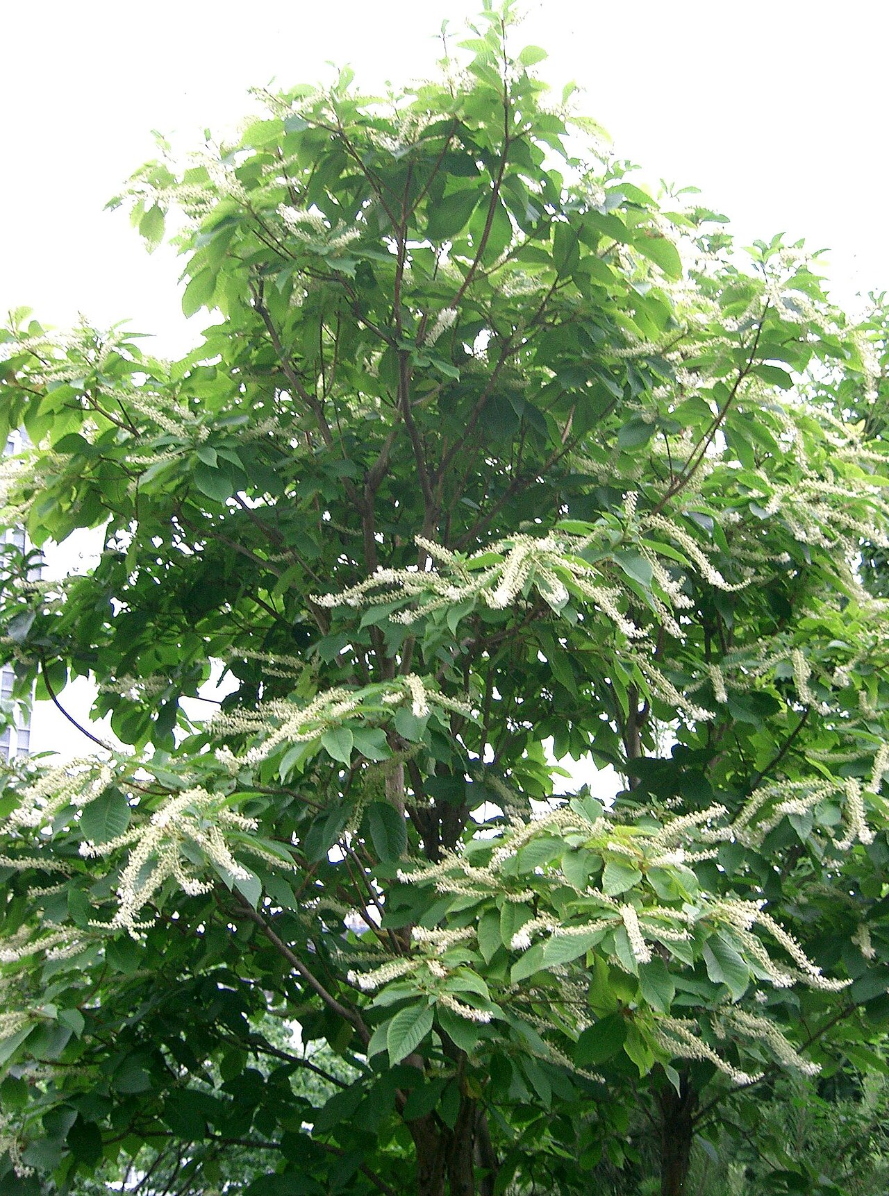 Clethra barbinervis, Japanese clethra — upright deciduous (Clethraceae) (image 5 of 10)
