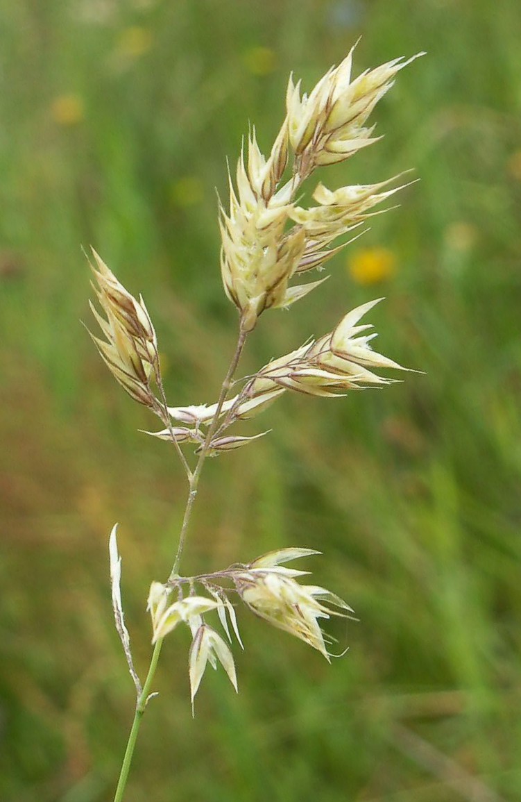 Holcus mollis (creeping velvet grass) (alternate view 10)