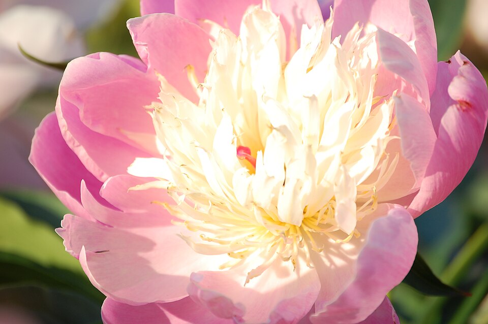Paeonia 'Bowl of Beauty' (Bowl of Beauty Peony)