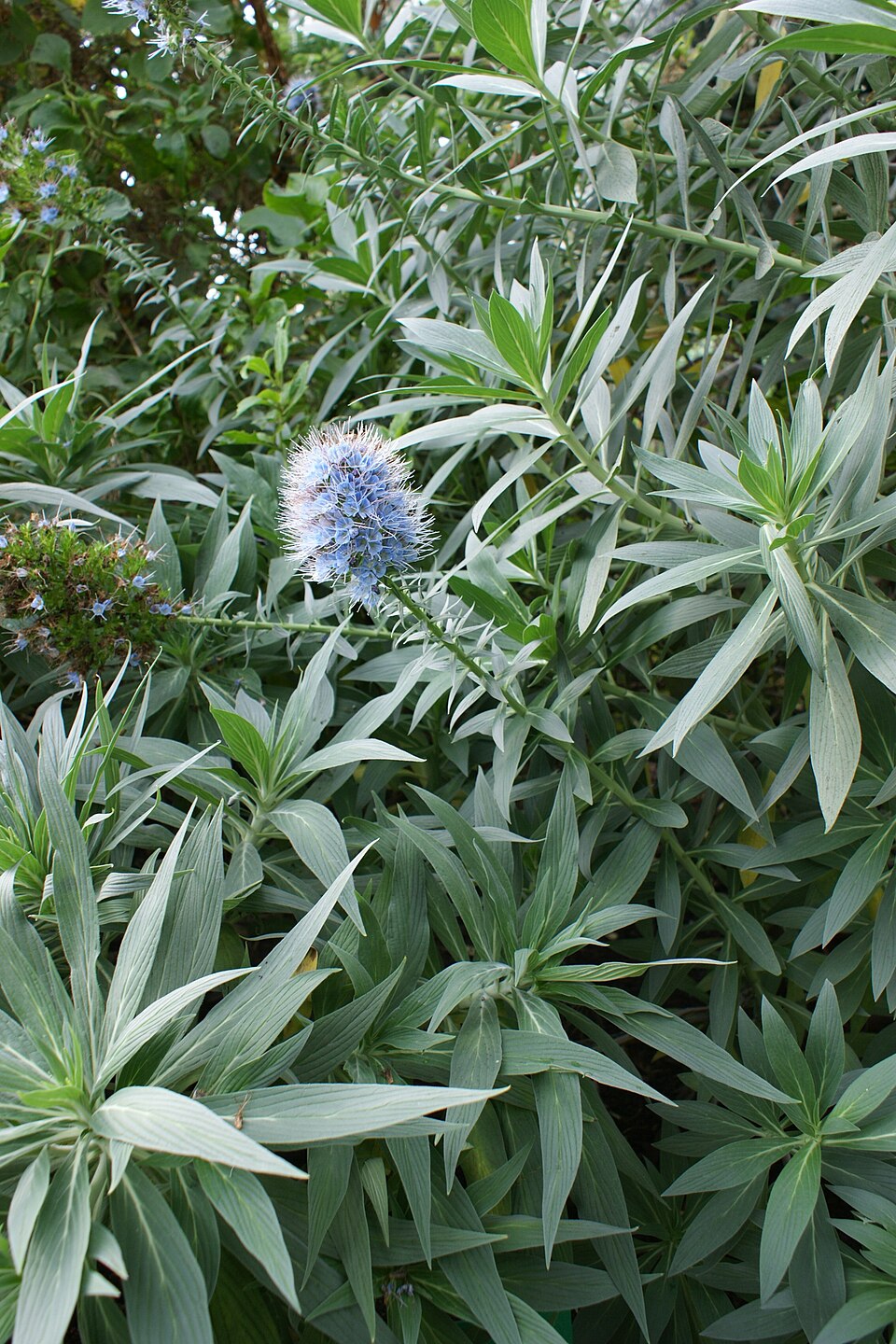 Echium candicans (Pride of Madeira) (alternate view 7)