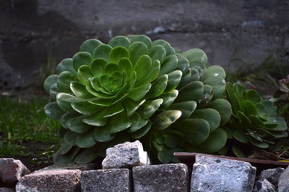 Aeonium (tree houseleeks) (alternate view 2)
