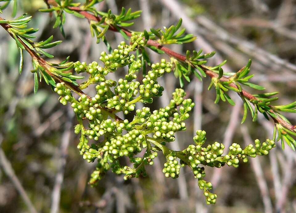 Adenostoma fasciculatum (chamise)