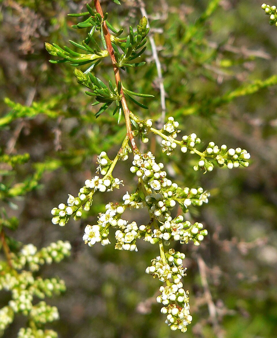 Adenostoma fasciculatum (chamise)