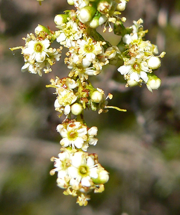 Adenostoma fasciculatum (chamise)