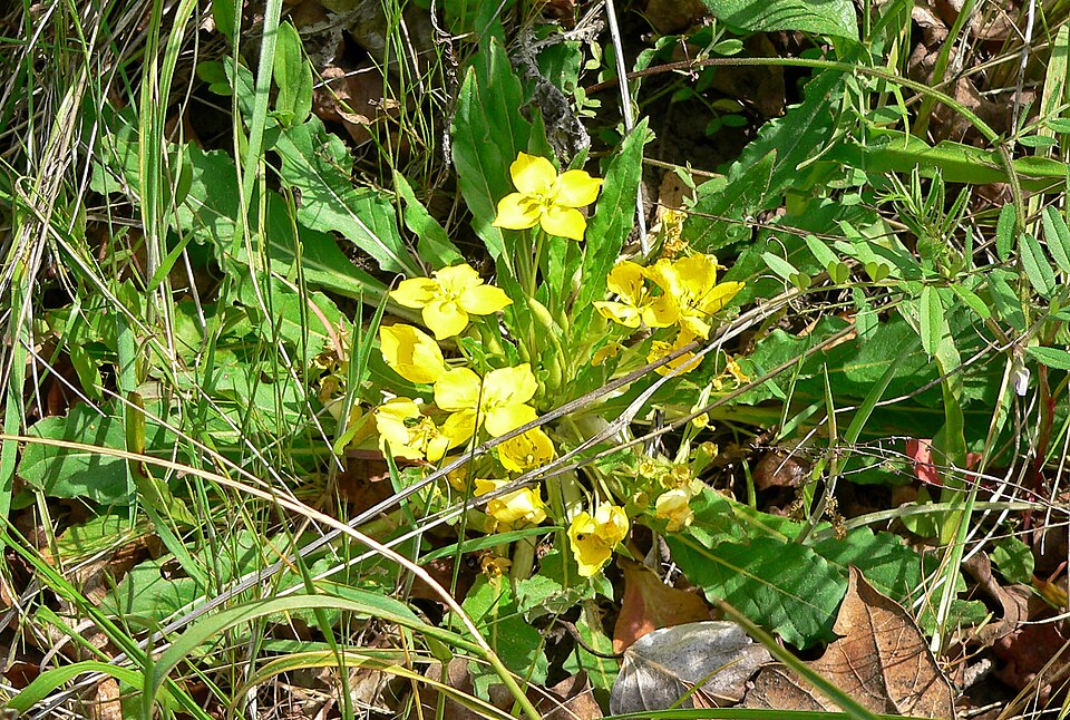 Taraxia ovata (Sun Cup) (alternate view 2)