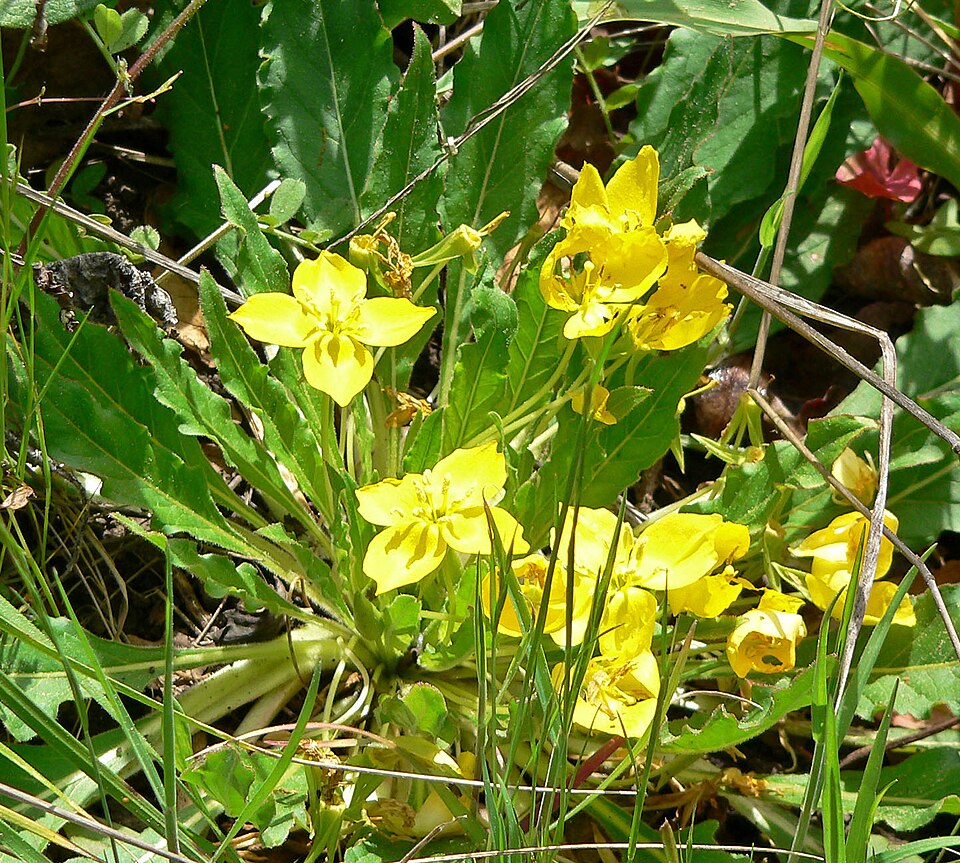 Taraxia ovata (Sun Cup) (alternate view 3)