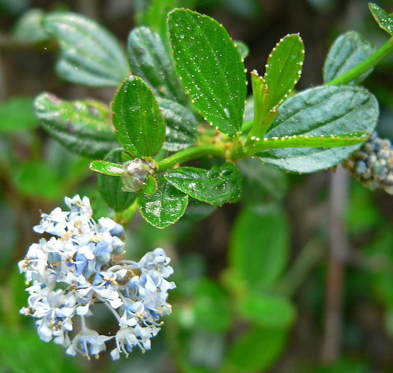Ceanothus thyrsiflorus (Blue Blossom) (alternate view 6)