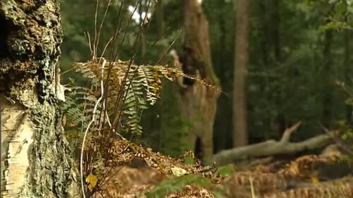 Pteridium aquilinum (bracken fern) (alternate view 10)