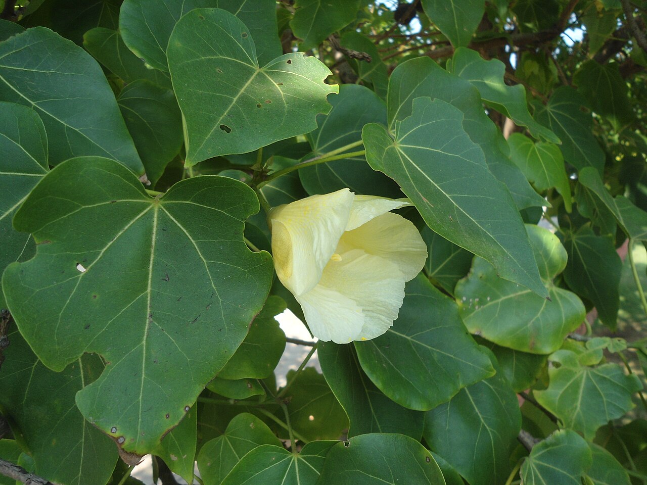 Thespesia populnea, Milo — spreading evergreen (Malvaceae) (image 10 of 10)