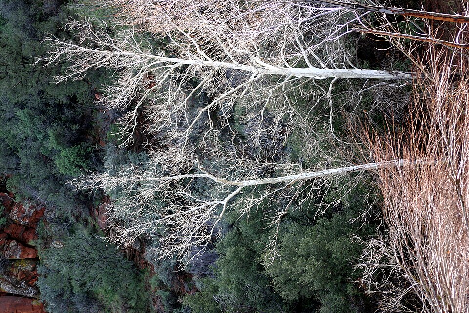Platanus wrightii (Arizona sycamore) (alternate view 9)
