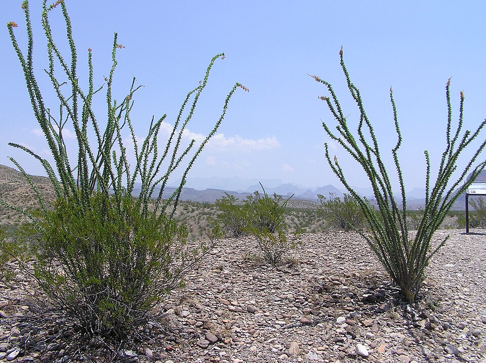 Fouquieria splendens (ocotillo)
