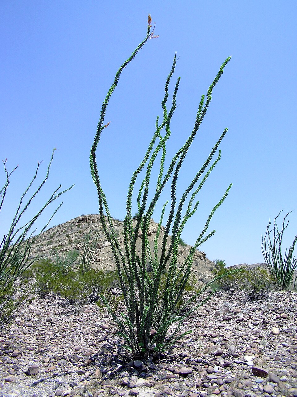 Fouquieria splendens (ocotillo)