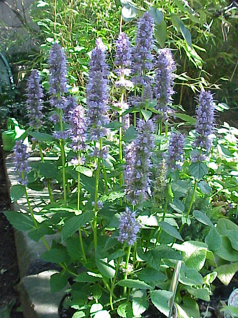Agastache foeniculum (Anise Hyssop) (alternate view 10)