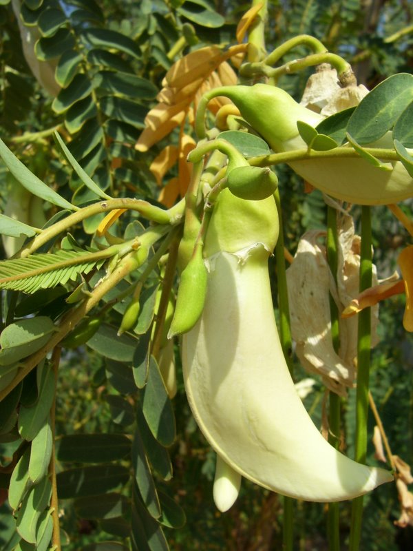 Sesbania grandiflora (Hummingbird Tree) (alternate view 5)