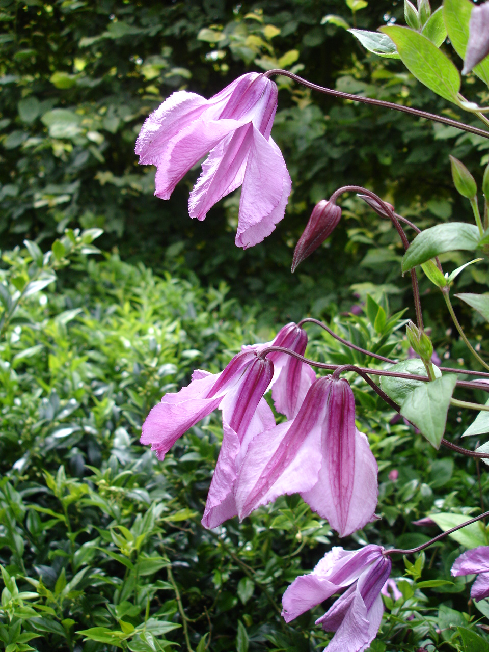 Clematis 'Alionushka' (Alionushka Clematis)