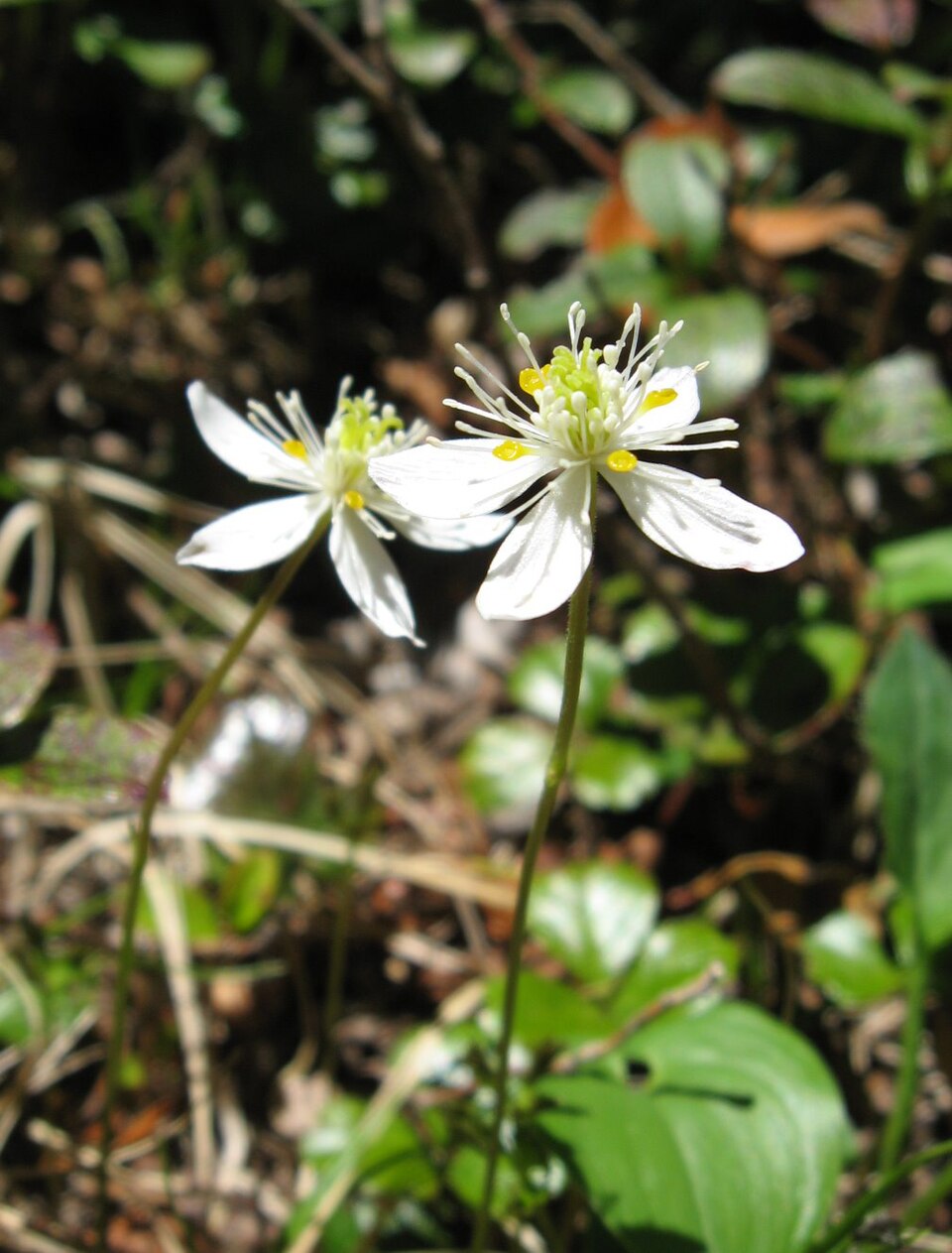 Coptis trifolia (threeleaf goldthread) (alternate view 2)