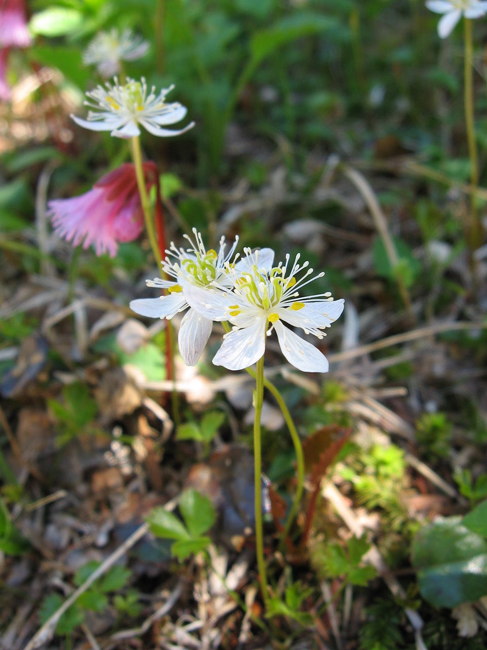 Coptis trifolia (threeleaf goldthread) (alternate view 3)