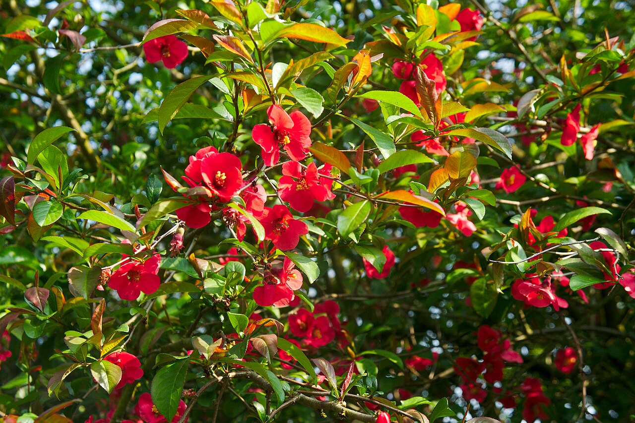 Chaenomeles japonica, Japanese quince — spreading deciduous (Rosaceae) (image 6 of 10)