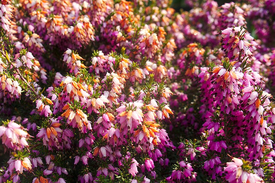 Erica carnea (Heath) (alternate view 10)