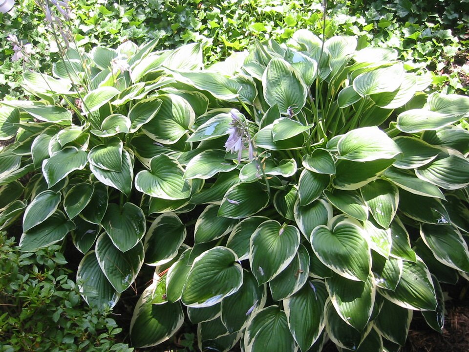 Hosta 'Francee' (Francee Hosta)
