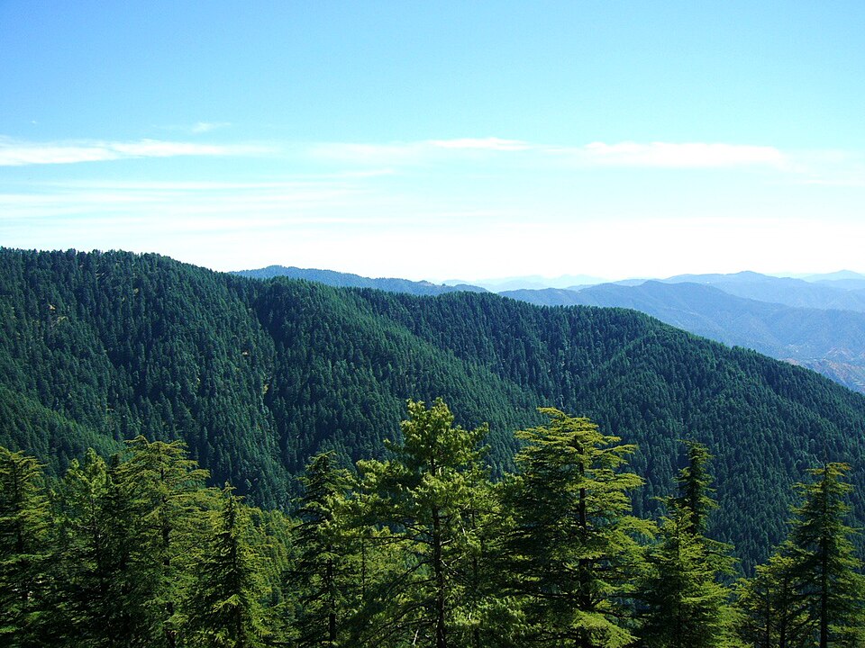 Pinus wallichiana (Himalayan Pine) (alternate view 13)