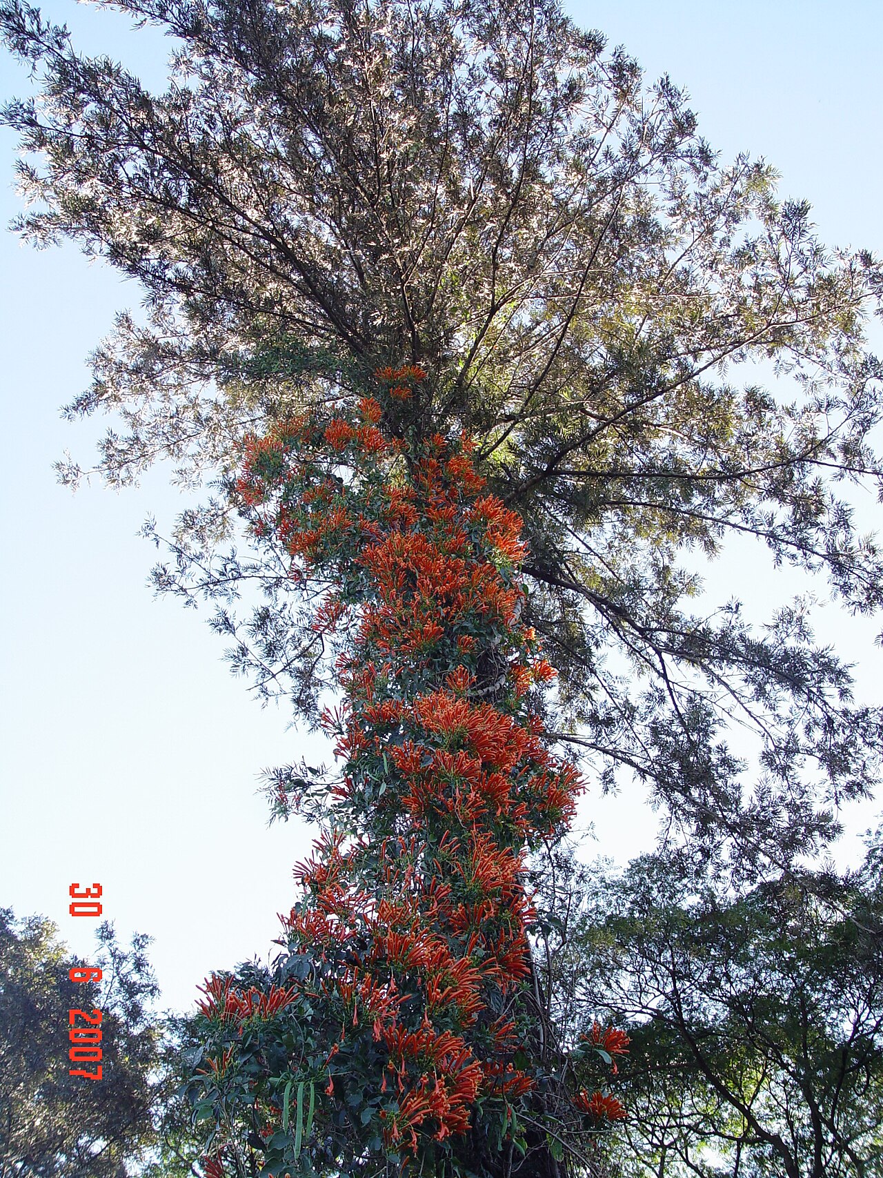 Pyrostegia venusta, Flame vine — climbing evergreen (Bignoniaceae) (image 1 of 10)
