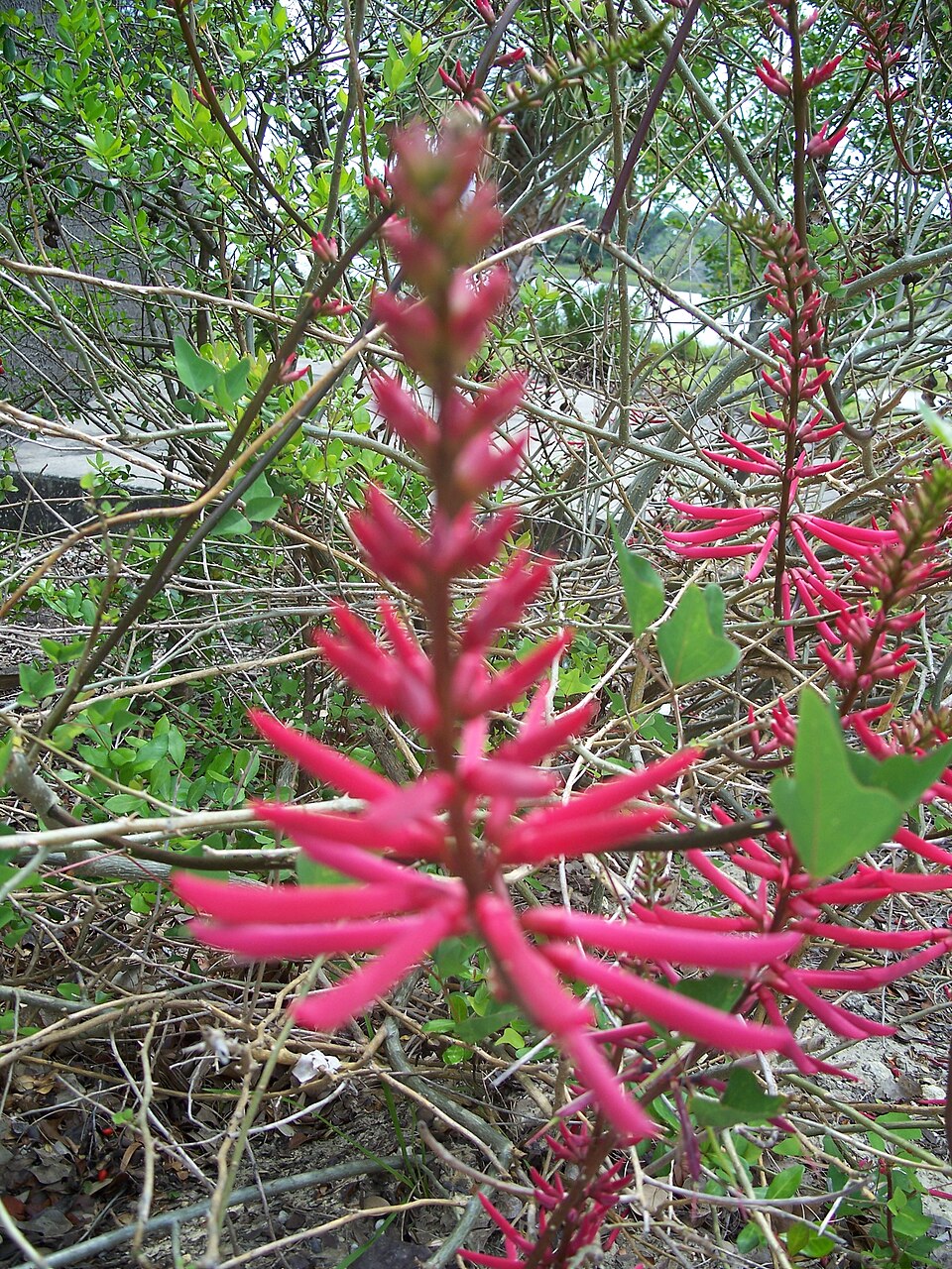 Erythrina herbacea (Eastern Coral Bean) (alternate view 6)