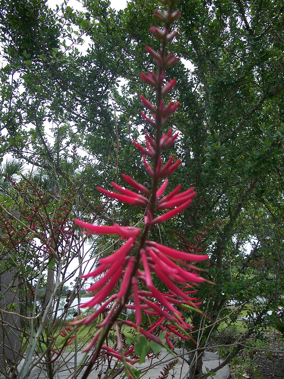 Erythrina herbacea (Eastern Coral Bean) (alternate view 7)
