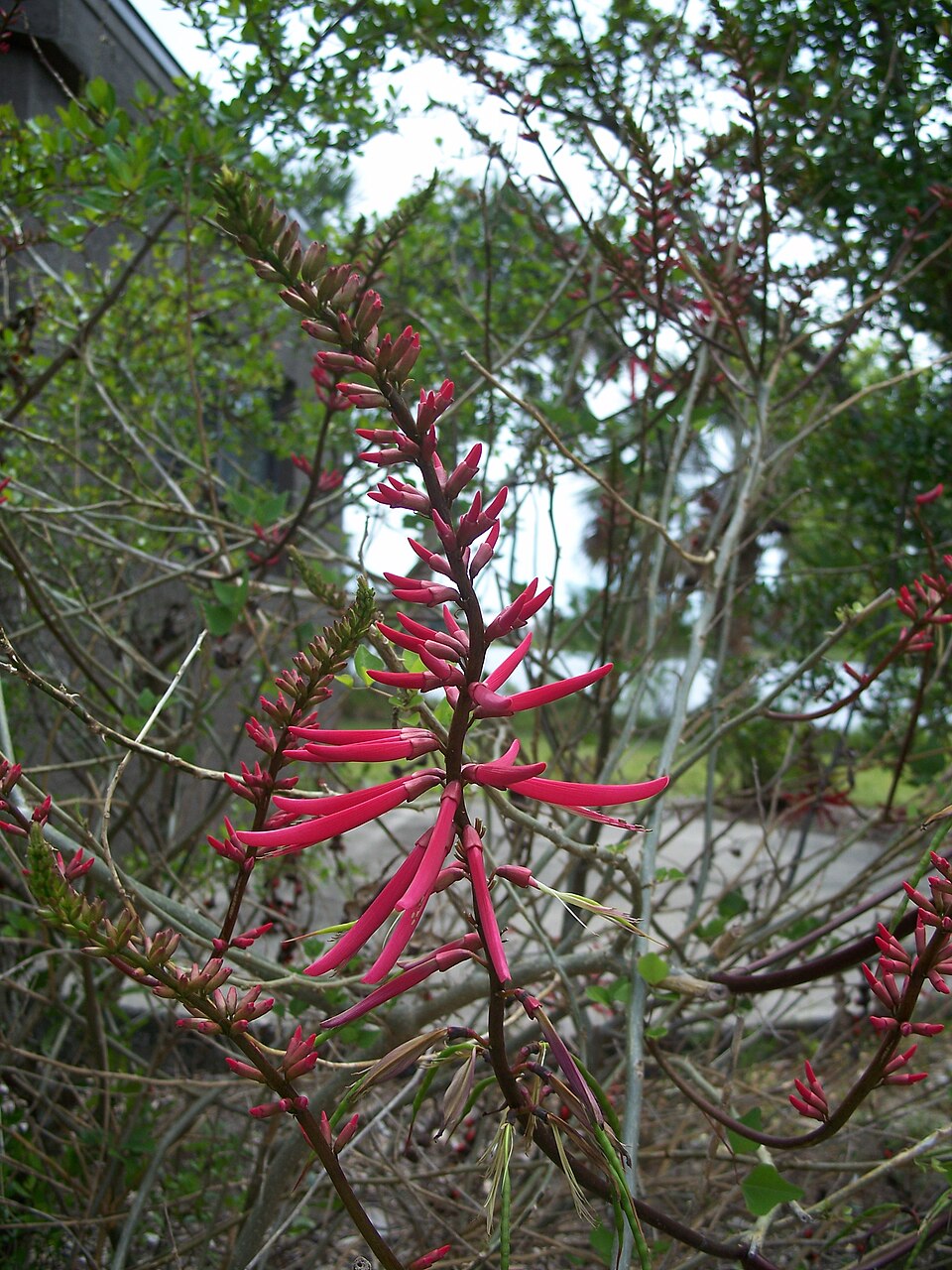 Erythrina herbacea (Eastern Coral Bean) (alternate view 8)