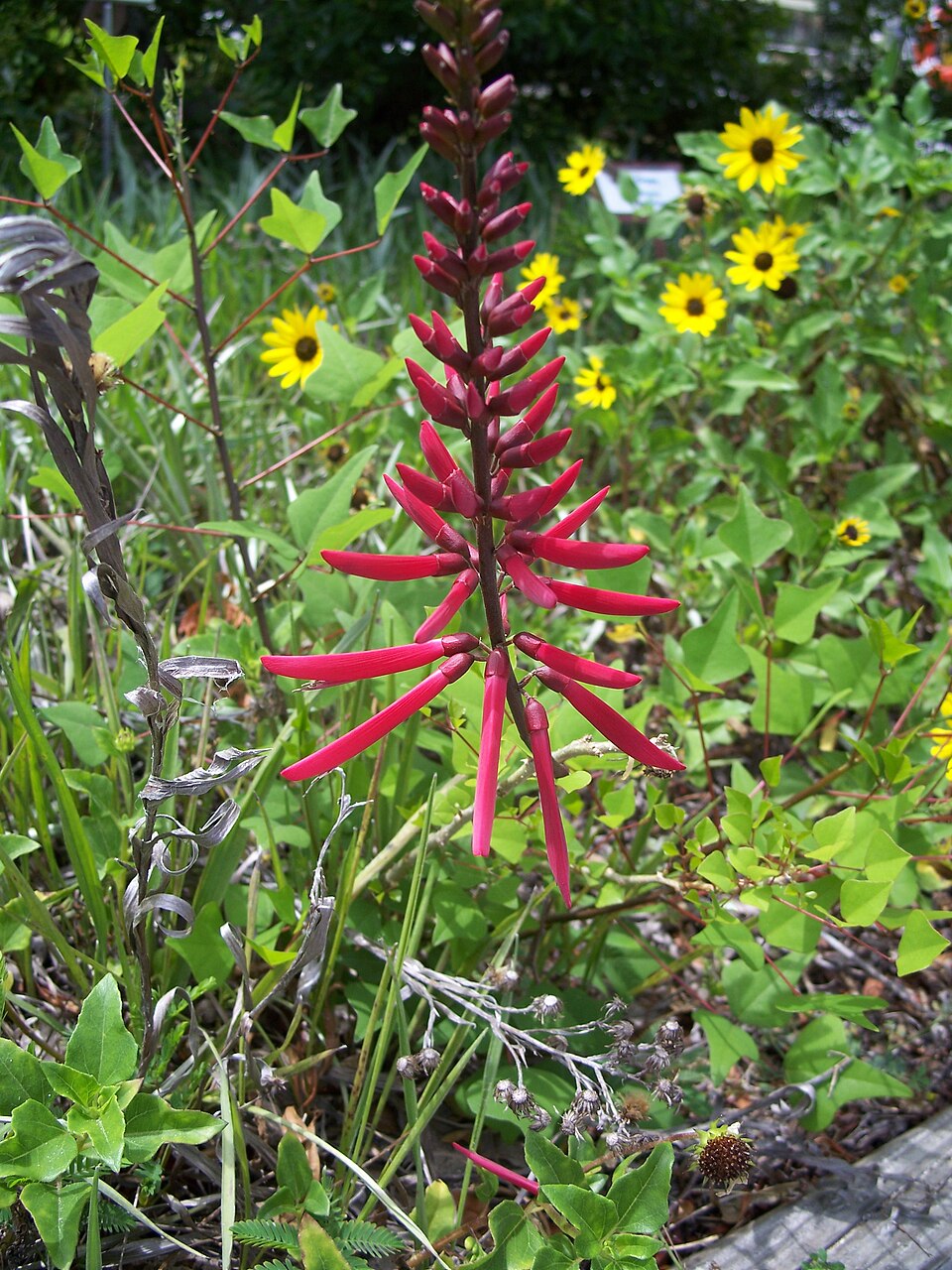 Erythrina herbacea (Eastern Coral Bean) (alternate view 9)