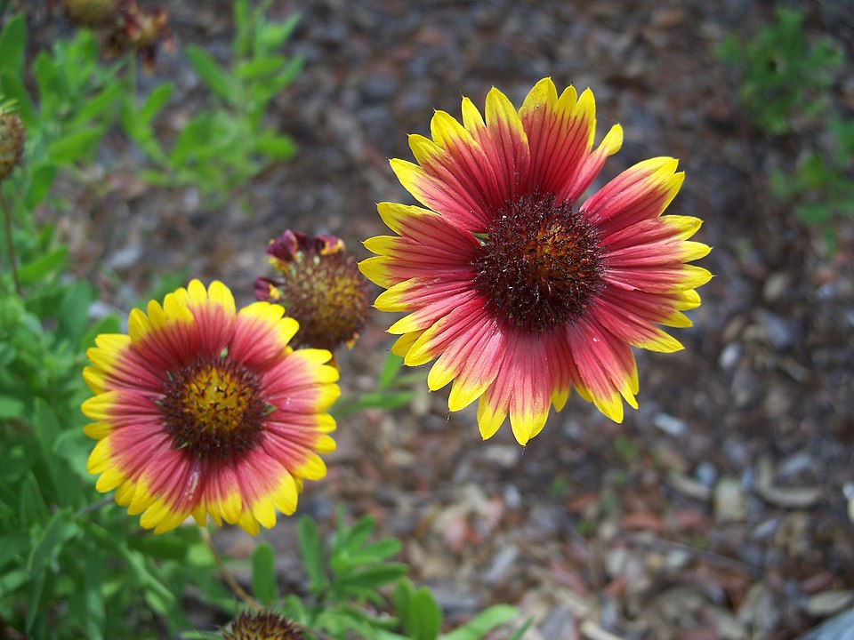 Gaillardia pulchella (firewheel)