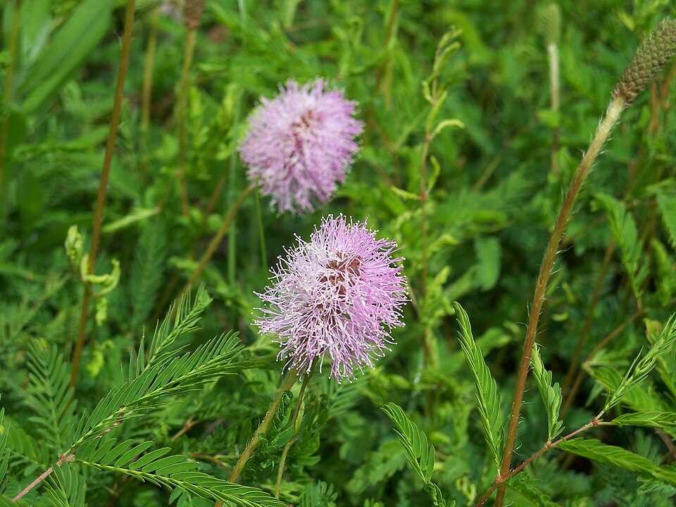 Mimosa strigillosa (sunshine mimosa) (alternate view 6)