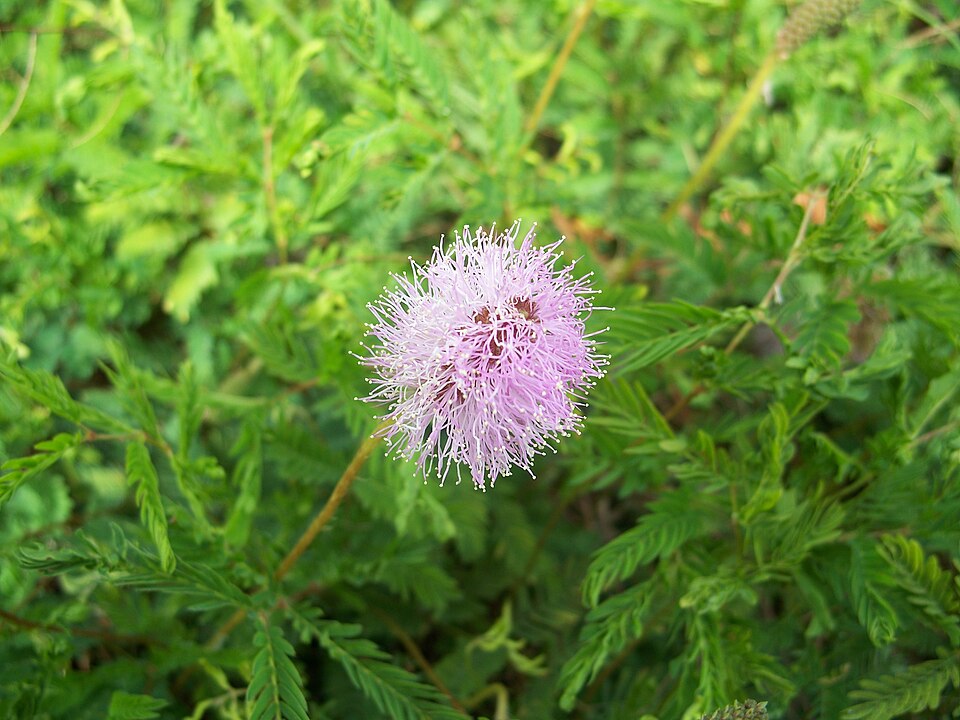 Mimosa strigillosa (sunshine mimosa) (alternate view 7)