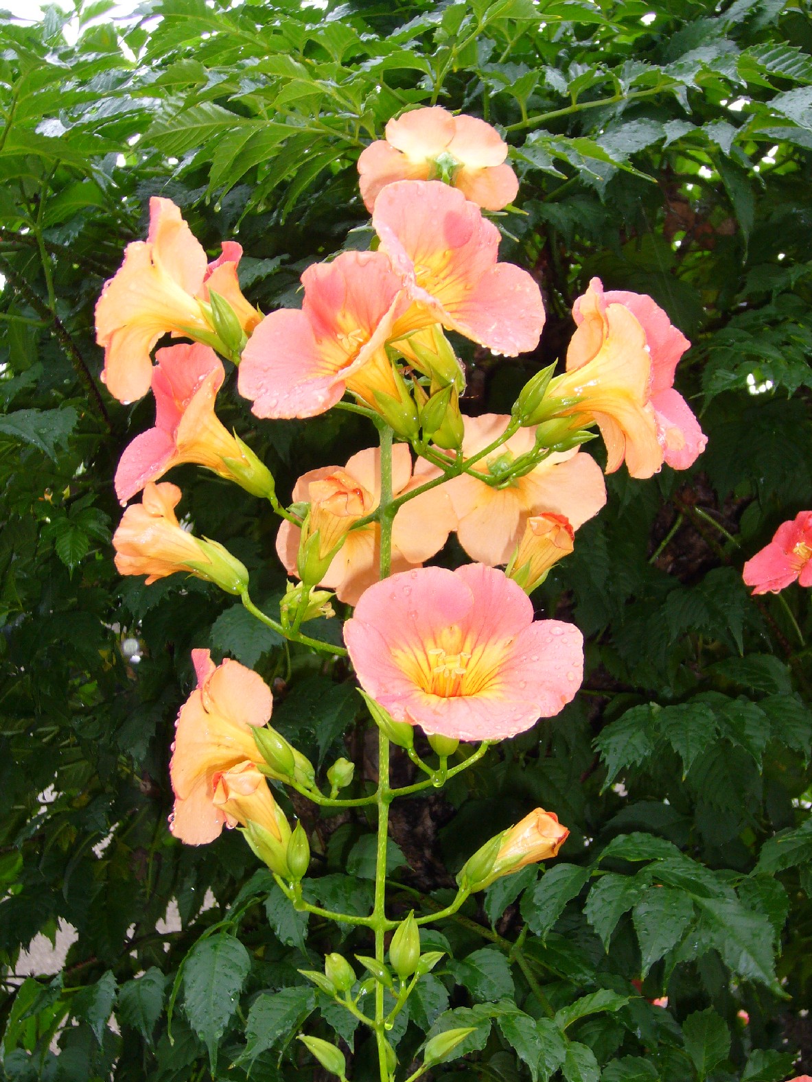 Campsis grandiflora, Chinese trumpet creeper — climbing deciduous (Bignoniaceae) (image 2 of 10)