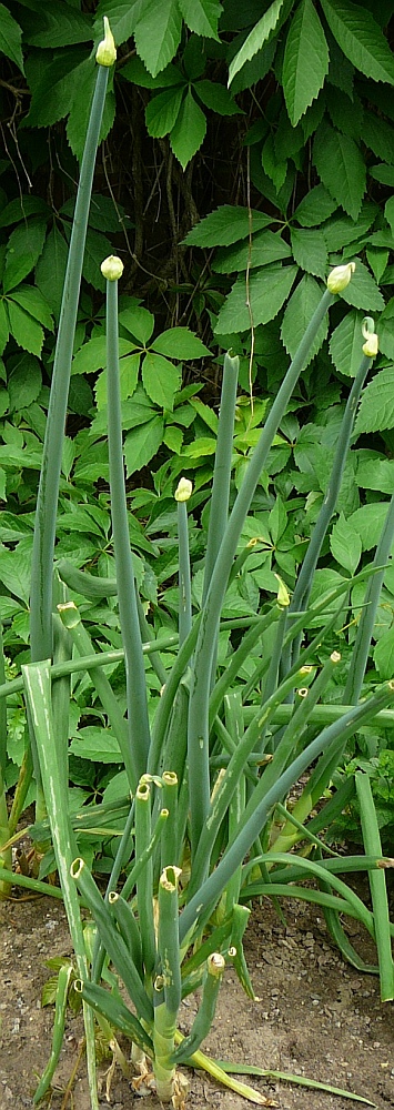 Allium fistulosum (Welsh Onion (Scallions)) (alternate view 10)