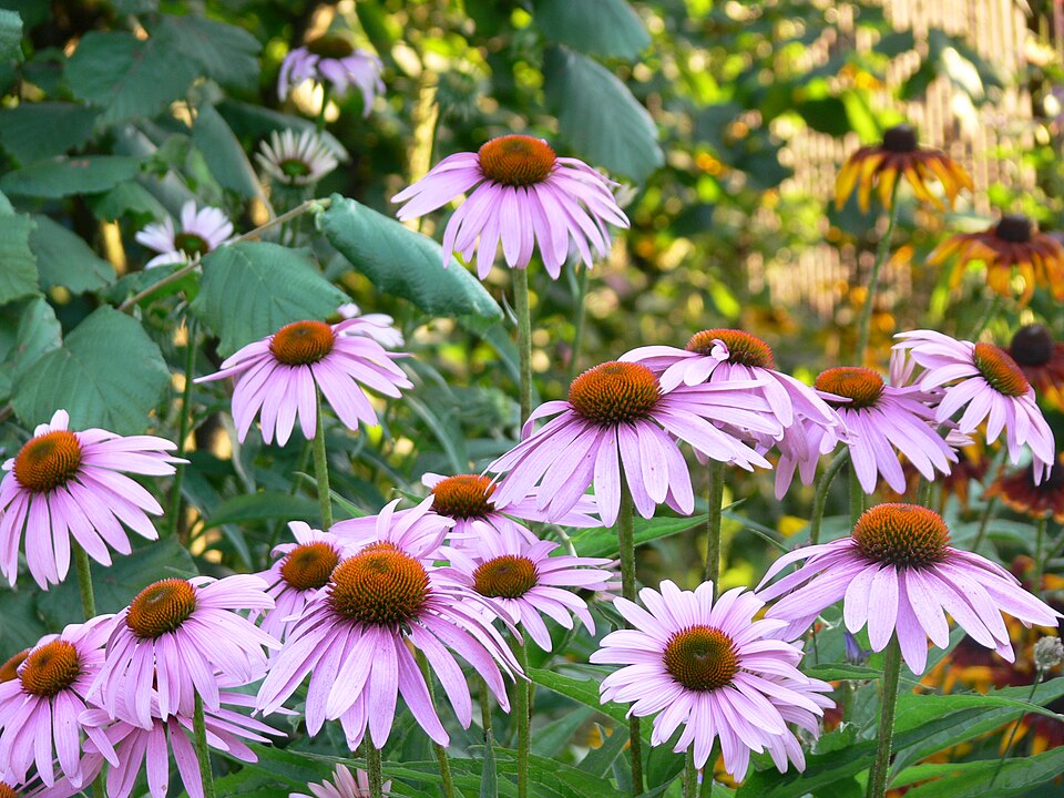 Echinacea angustifolia (Narrow-leaved Coneflower) (alternate view 7)