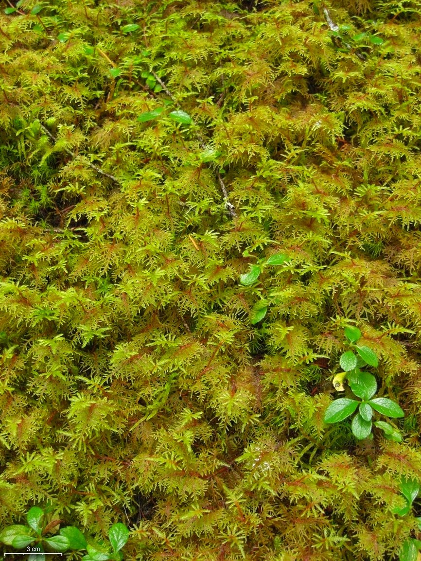 Hylocomium splendens (stairstep moss)