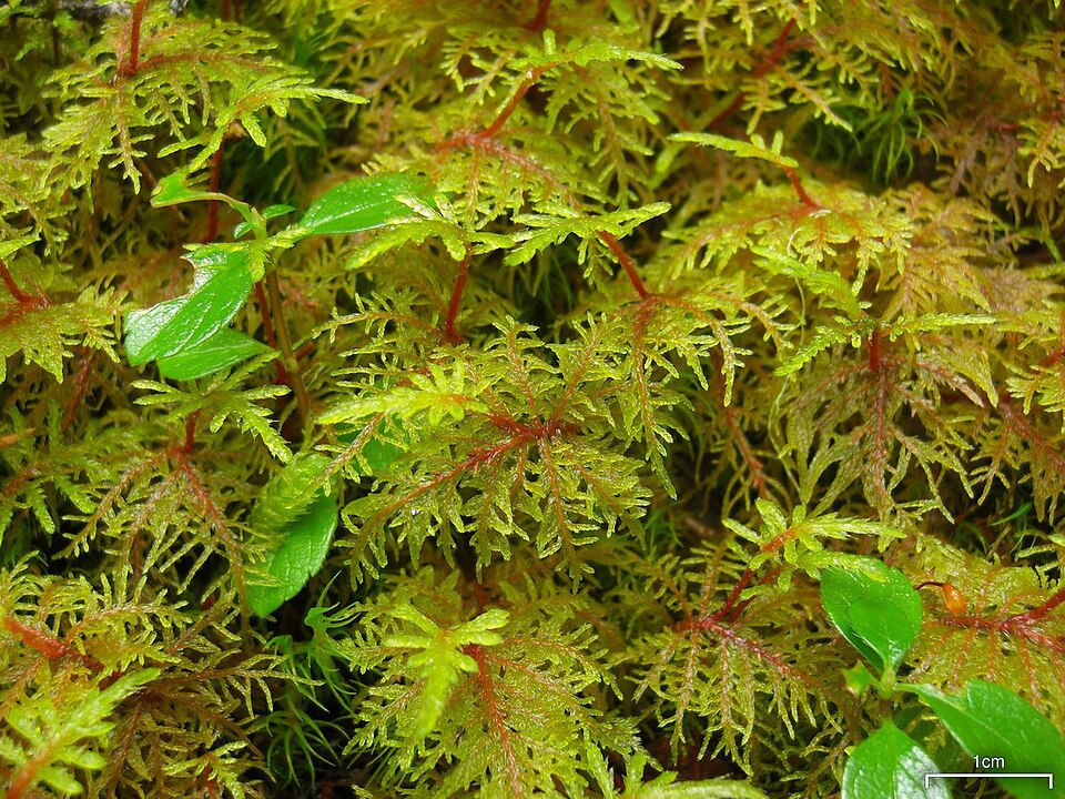 Hylocomium splendens (stairstep moss)