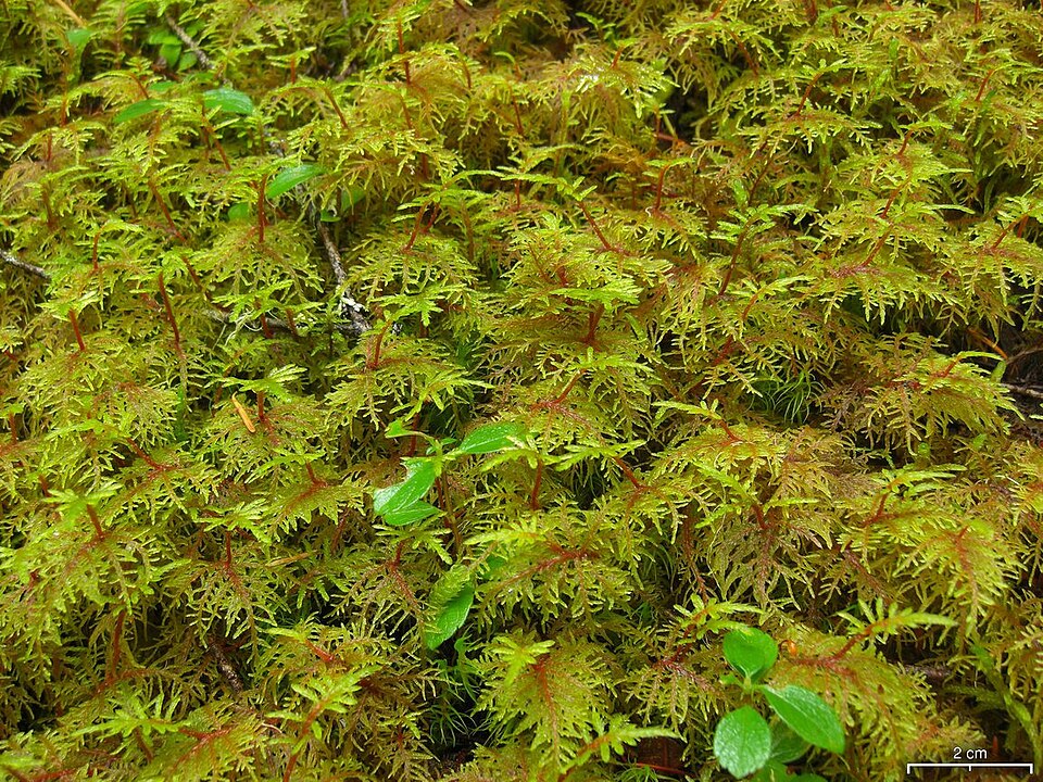 Hylocomium splendens (stairstep moss)
