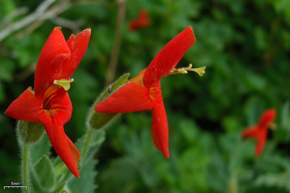 Erythranthe cardinalis (Scarlet Monkeyflower) (alternate view 10)