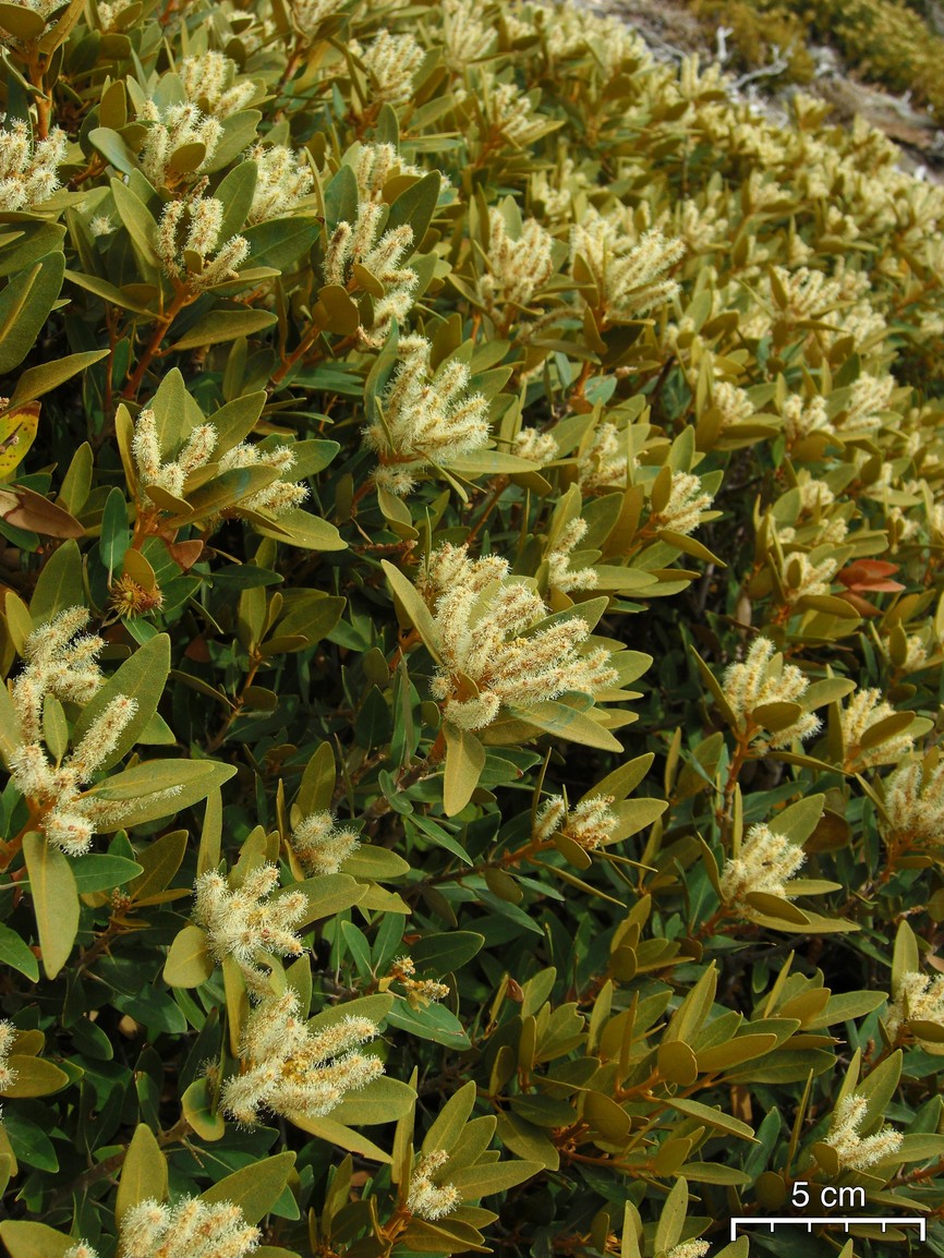 Chrysolepis sempervirens (bush chinquapin) (alternate view 8)