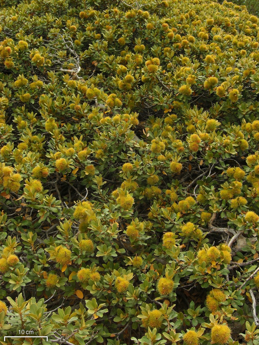 Chrysolepis sempervirens (bush chinquapin) (alternate view 9)